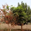 arslantahirbukhari