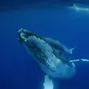 cristhong