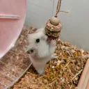 pocoloco_coco