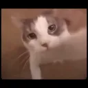 koperek_123