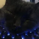 thathanentmax
