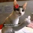 vodeee