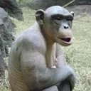 kene2506