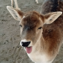 avatar Fluffer Nutter