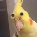iogeicoio