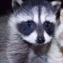 avatar drachenlord67