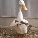 4slicer