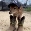 peepotyler