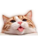 okachp