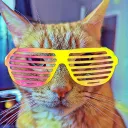 illegal.orange