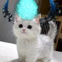 notlimp