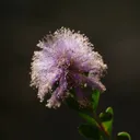 approachaloud