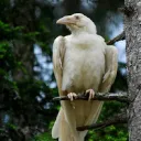 kvitravn_dev