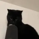 sttikoo