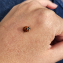 avatar ♥ ᏝᏋᎧᏁᎥᏋ ♥