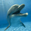 avatar cool dolphin