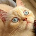 avatar 𝐏𝐚𝐫𝐦𝐢𝐬