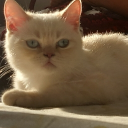 avatar 𝐏𝐚𝐫𝐦𝐢𝐬