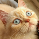 avatar 𝐏𝐚𝐫𝐦𝐢𝐬