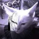 _shizann_