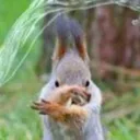 thewaterbendersquirrel
