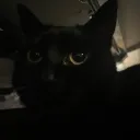 kikicat7