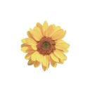 avatar ❀ Flower ❆