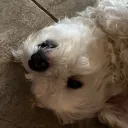 bob21_21