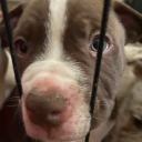 avatar Nightmare Freddy