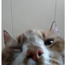 anon_j