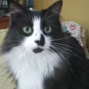 tigerpaw77