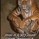 tigerpaw77