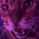 el_gato20