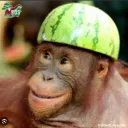 gorillaperson777