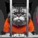 Аватар senomvexkrut