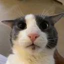 maitamata