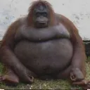shxrpzlol avatar
