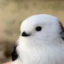 derpadon