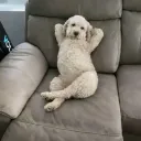 camoslol