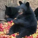 mohan002
