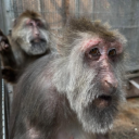 avatar pacificstandard industrial pharm