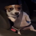 avatar pacificstandard industrial pharm