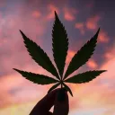 txchik420