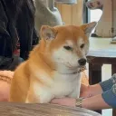 aviasuok