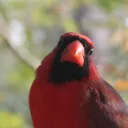 notjohnnytamale