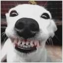 rlvtfrosty