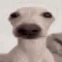 bob_1234_cheese