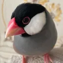 toriyu9