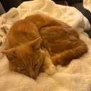 boop99