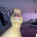 turbo_duck